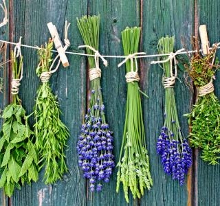 Harvest time: How and when to harvest home-grown herbs?