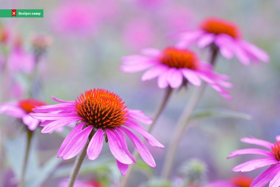 Echinacea is a complete miracle for your strong immunity ...