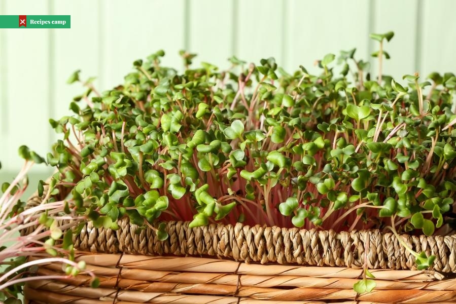 Microgreens - grow healthy vegetables at home even without a garden...