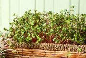 Microgreens - grow healthy vegetables at home even without a garden...